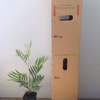 Grevillea - Red Silky Oak For Sale (Size: Medium) (Grown from Seed)