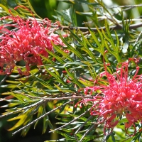 Grevillea Red Silky Oak By Lazaregagnidze [CC BY-SA 3.0  (https://creativecommons.org/licenses/by-sa/3.0)], Cropped from Wikimedia Commons