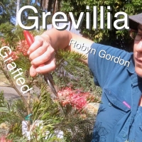 Roby Gorden Dwarf Grevillea