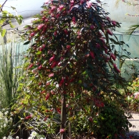 Grevillea Standard Royal Mantle