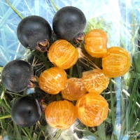 Myrcianthes pungens compliments of tropicalfruitseeds