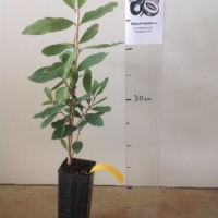 Guava - Brazilian For Sale (Size: Small) (Grown from Seed)