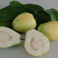 Guava China Pear By DaleysFruit.com.au [All Rights Reserved]