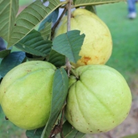 Thai White Guava Picture taken at John Picones By DaleysFruit.com.au [All Rights Reserved]