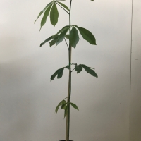 Guiana Chestnut For Sale (Large)