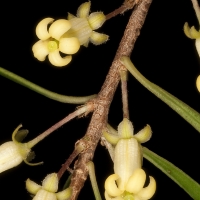 Fruiting Native Apricot compliments of trevorsbirding com