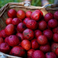 Hairy Walnut Fruit