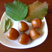 hazelnuts