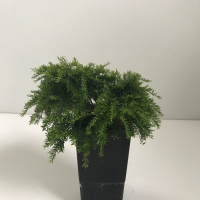 Heath Myrtle - miniature For Sale (Medium)