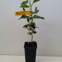 Hibiscus - Moon Drop For Sale
