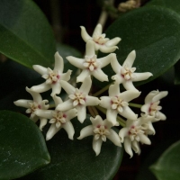 Hoya australis compliments of noosa natives