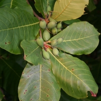 indian almond compliments of the Indian vegan