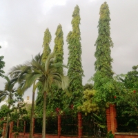 Indian Mast Tree Polyalthia longifolia compliments of gbif
