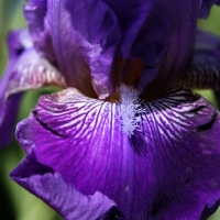 Iris Louisiana mixed colours