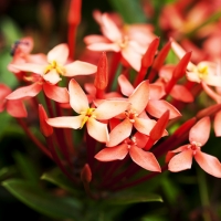 Ixora Sunkist compliments of orams