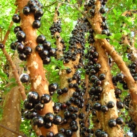 Jaboticaba fruiting on stem By DaleysFruit.com.au [All Rights Reserved]