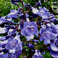 Jacaranda Flower By mauroguanandi [CC BY 2.0 (https://creativecommons.org/licenses/by/2.0/)] From Flickr https://flic.kr/p/8TFM9P