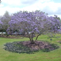 Jacandas in Grafton
