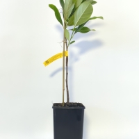 Jakfruit - Black Gold For Sale