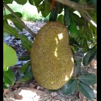 Black Gold Jakfruit in prolific fruit this season