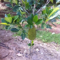 Young grafted Brinsmead Jakfruit with fruit in 1st Year