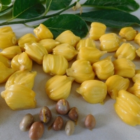 Jakfruit Little Jewel