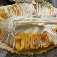 Rajhan Jakfruit By DaleysFruit.com.au [All Rights Reserved]