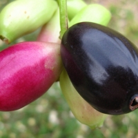 Jambolan Plum fruit