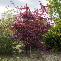 Japanese Maple Bloodgood compliments of Boyds Nursery