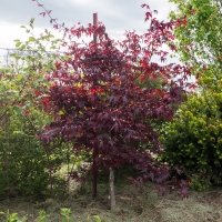 Japanese Maple Bloodgood By F. D. Richards [CC BY-SA 2.0 (https://creativecommons.org/licenses/by-sa/2.0/)] From Flickr https://flic.kr/p/TwvJc3