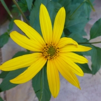 Jerusalem artichoke flowers