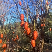 Jujubes starting to dry out on the tree. Delicious!  By DaleysFruit.com.au [All Rights Reserved]