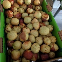 Box of fresh Chico Jujubes ready for South Australian market