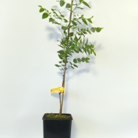 Jujube - Redlands For Sale