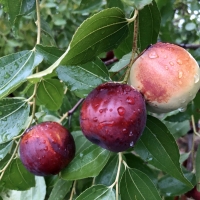 Shanxi Li jujube fruit growing and ripening on the fruit tree By Marcus Miltenoff https://www.jujubessa.com.au/ [All Rights Reserved, Used By Permission]