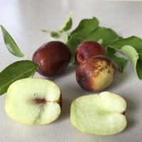 Jujube fruit season