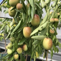 JuJubes being grown in bonsai By DaleysFruit.com.au [All Rights Reserved]