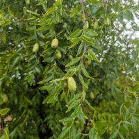Elongated fruit ripening amidst healthy green leaves on a Silverhill Jujube