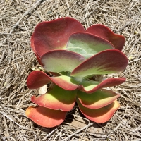 Young Kalanchoe