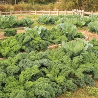 Kale growing in a field with other brassicas By ACES | Bruce Dupree [CC0 (https://creativecommons.org/publicdomain/zero/1.0/)]