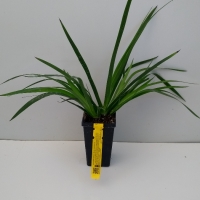Kangaroo Paw - Bush Elegance For Sale (Medium)