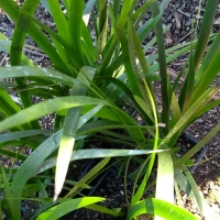 Leaf of the Kangaroo Paw - Bush Elegance