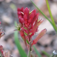Kangaroo Paw Bush Revolution