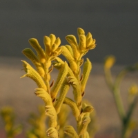 Kangaroo Paw Yellow Gem