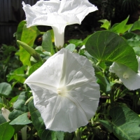 Kang Kong Flower