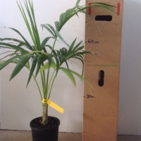 Palm - Kentia For Sale (Size: Large) (Grown from Seed)