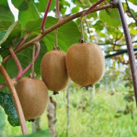 Kiwi fruit on vine