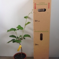 Kiwifruit Dexter female For Sale 165mm pot