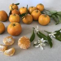 Calamondin By DaleysFruit.com.au [All Rights Reserved]