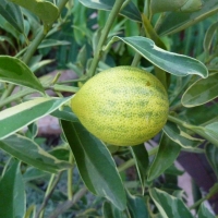 Variegated Kumquat By James Steakley [CC BY-SA 3.0  (https://creativecommons.org/licenses/by-sa/3.0)], from Wikimedia Commons